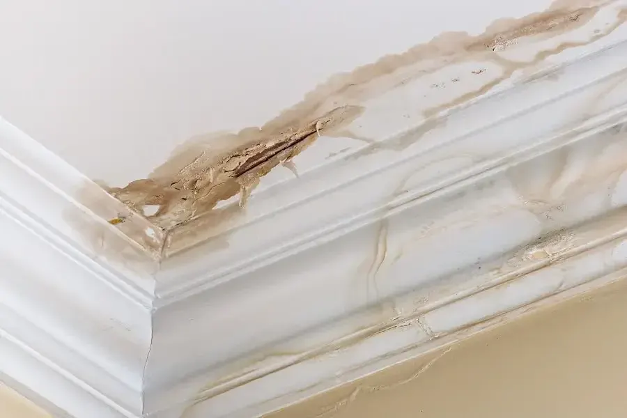 Mold and Mildew Risks from Roof Damage: A Tampa Homeowner’s Guide